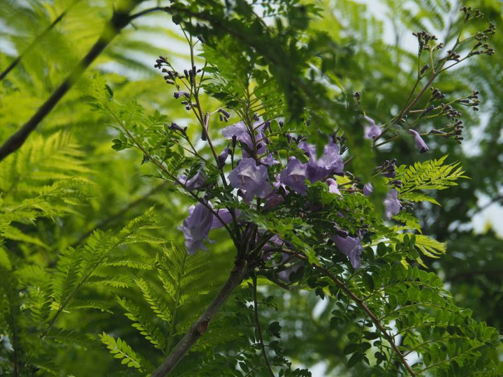P6053220