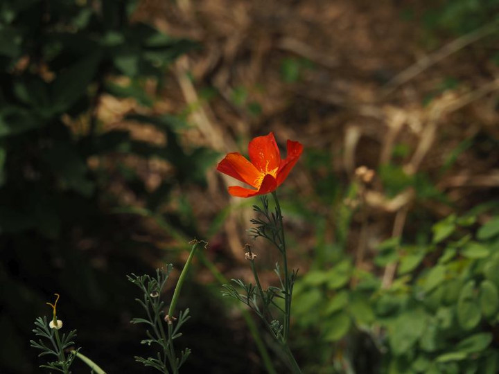 P6053225