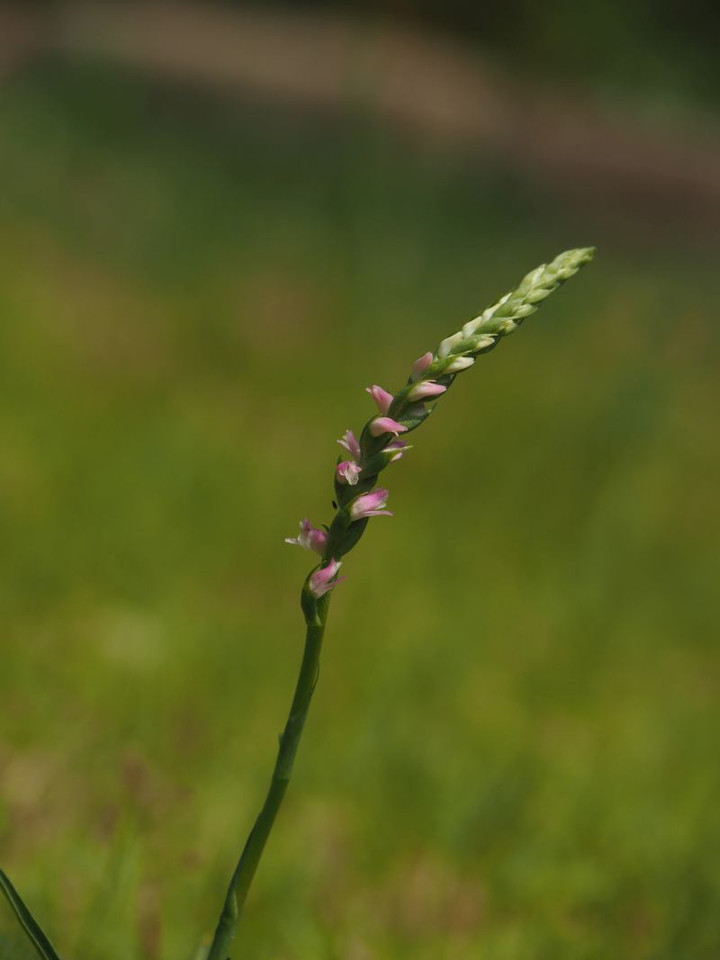 P6053230