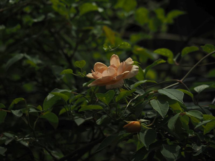 P6053242