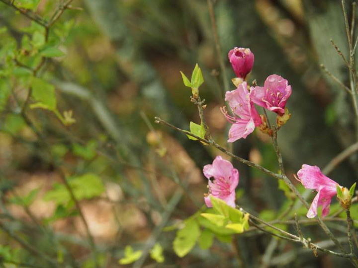 P5283136mitubatutuji_2