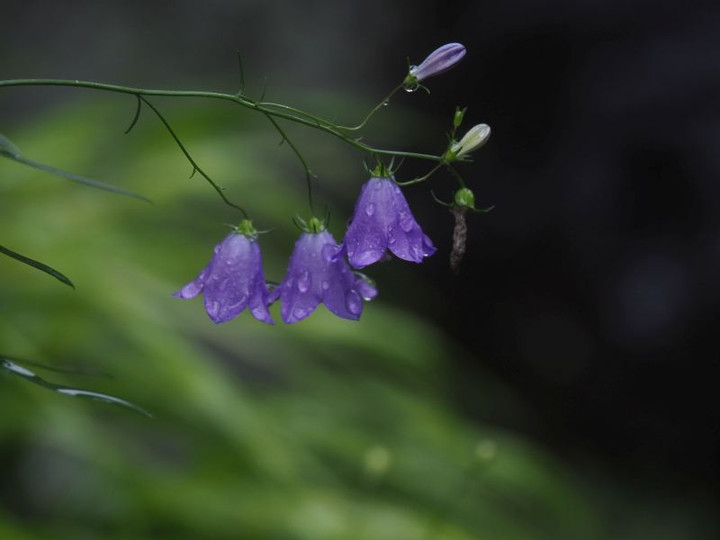 P7066005