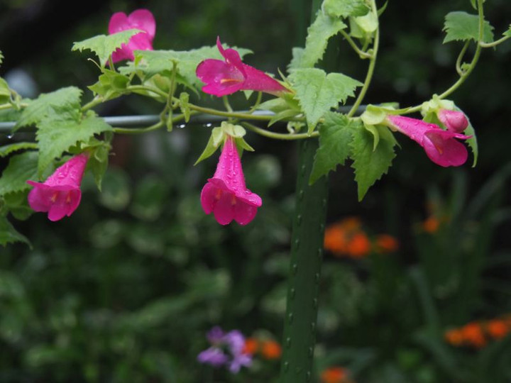P7066008