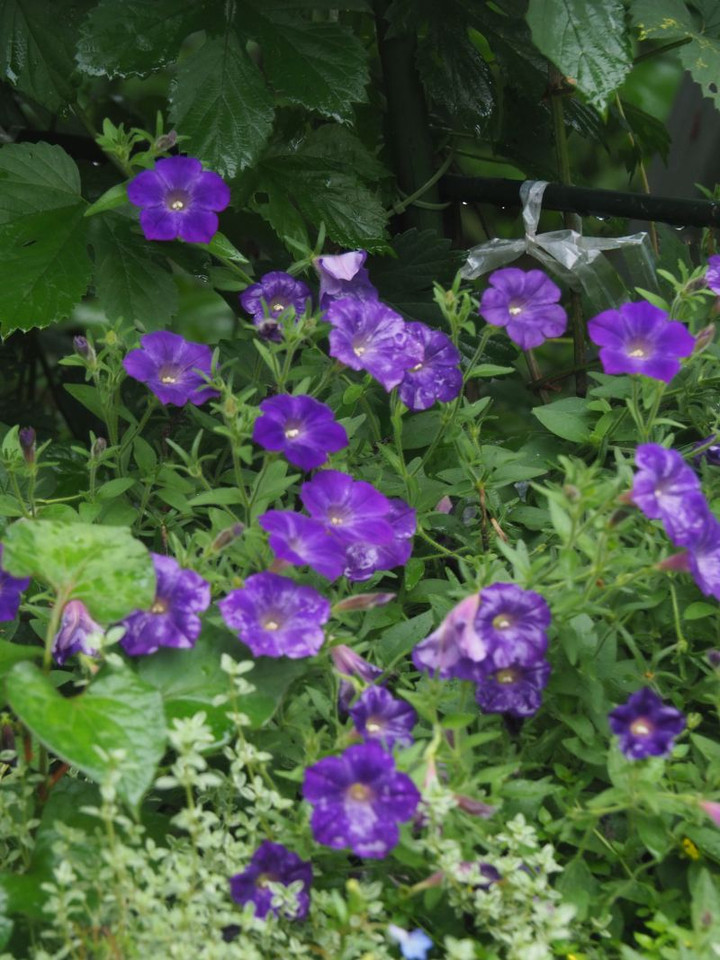 P7066011