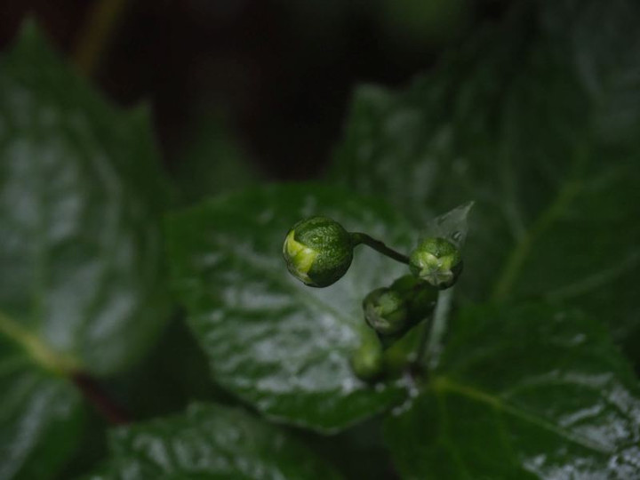 P7066016