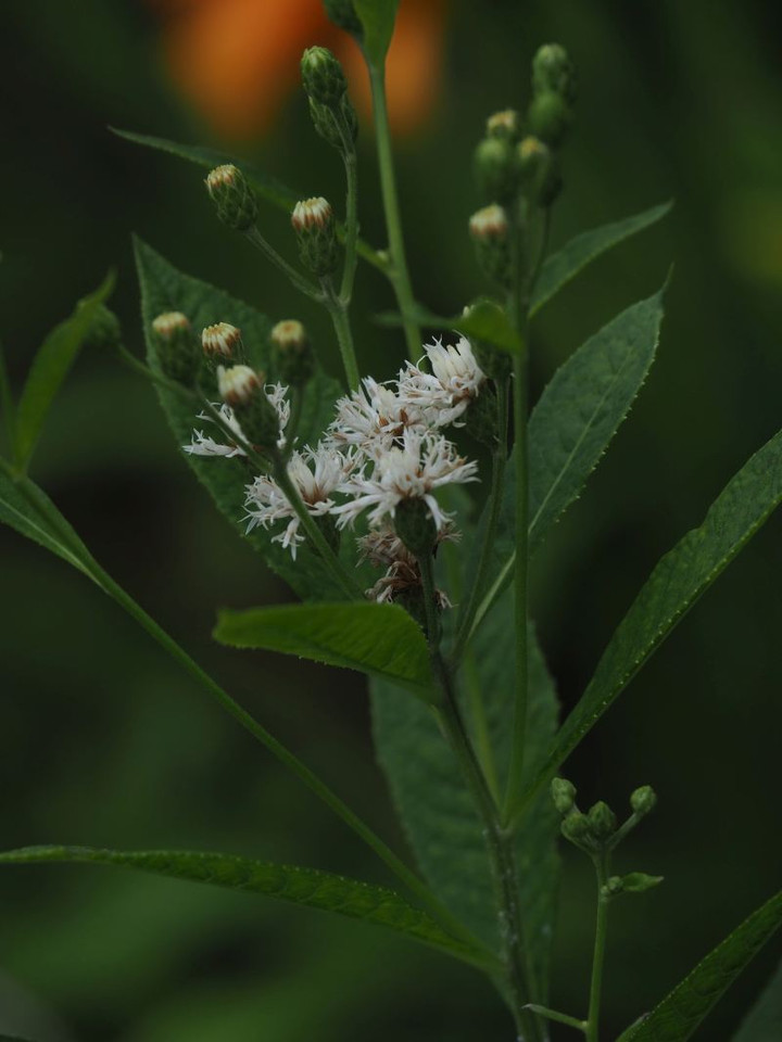 P7086022