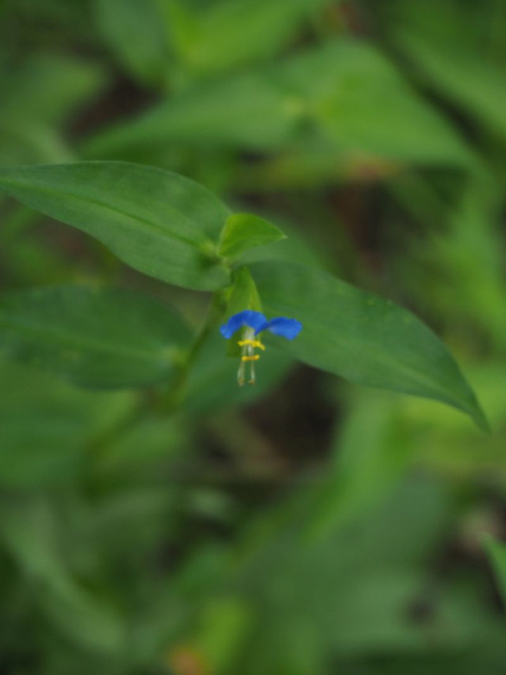 P7086024