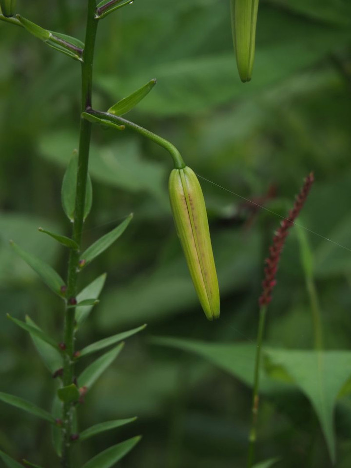 P7086025