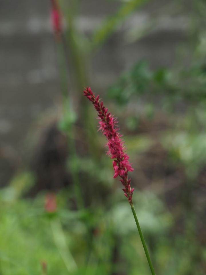 P7086027