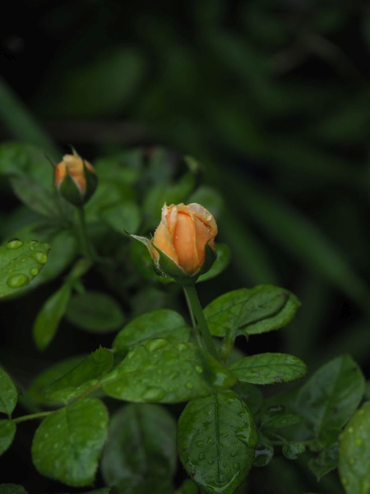 P7106037