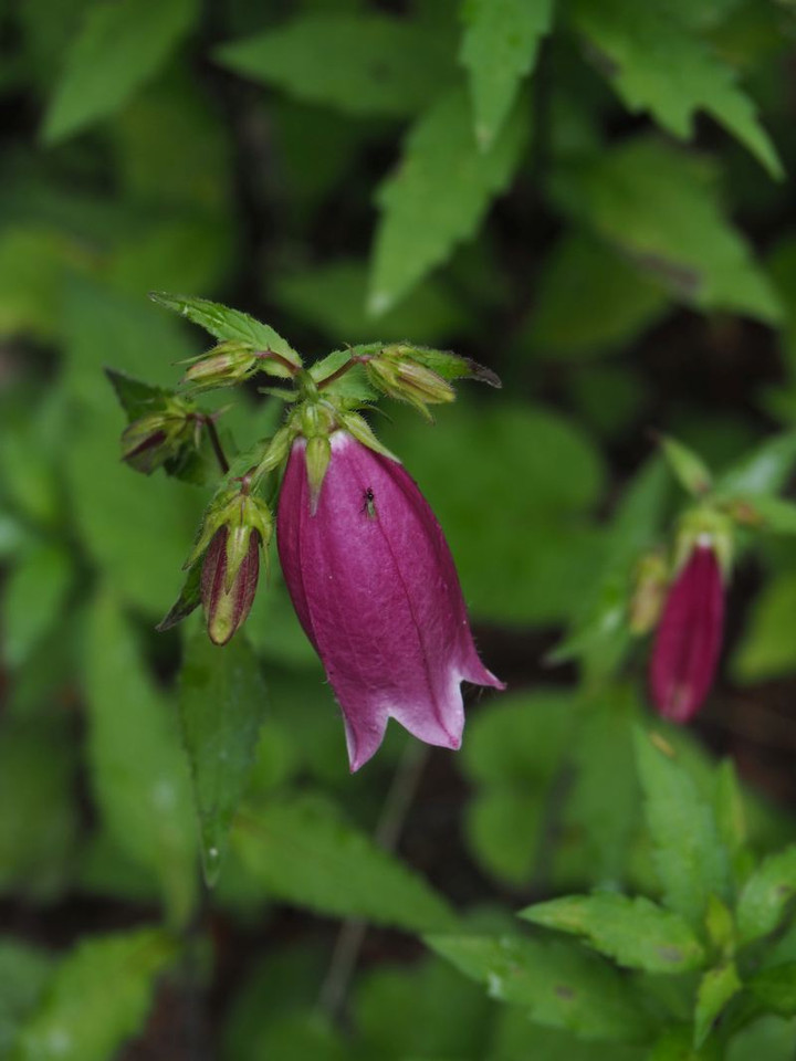P6275130hotarubukuro