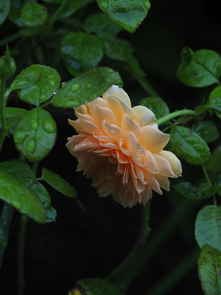 P7116054