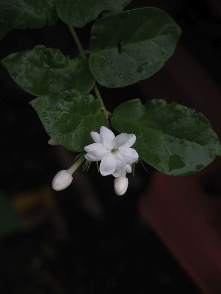P7116058