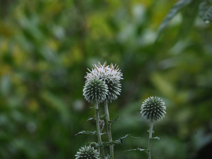 P7136080
