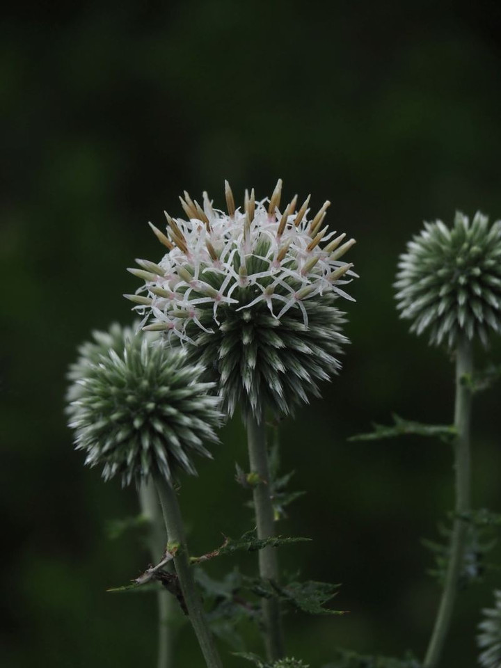 P7136083