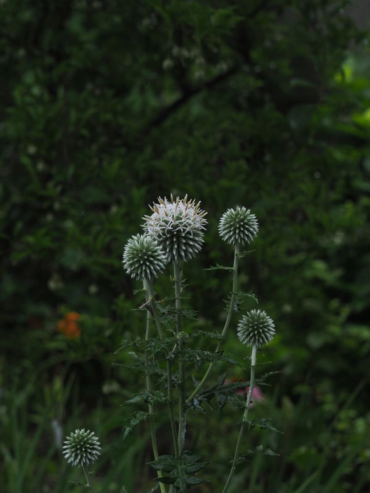 P7136084