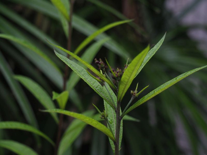 P7136085