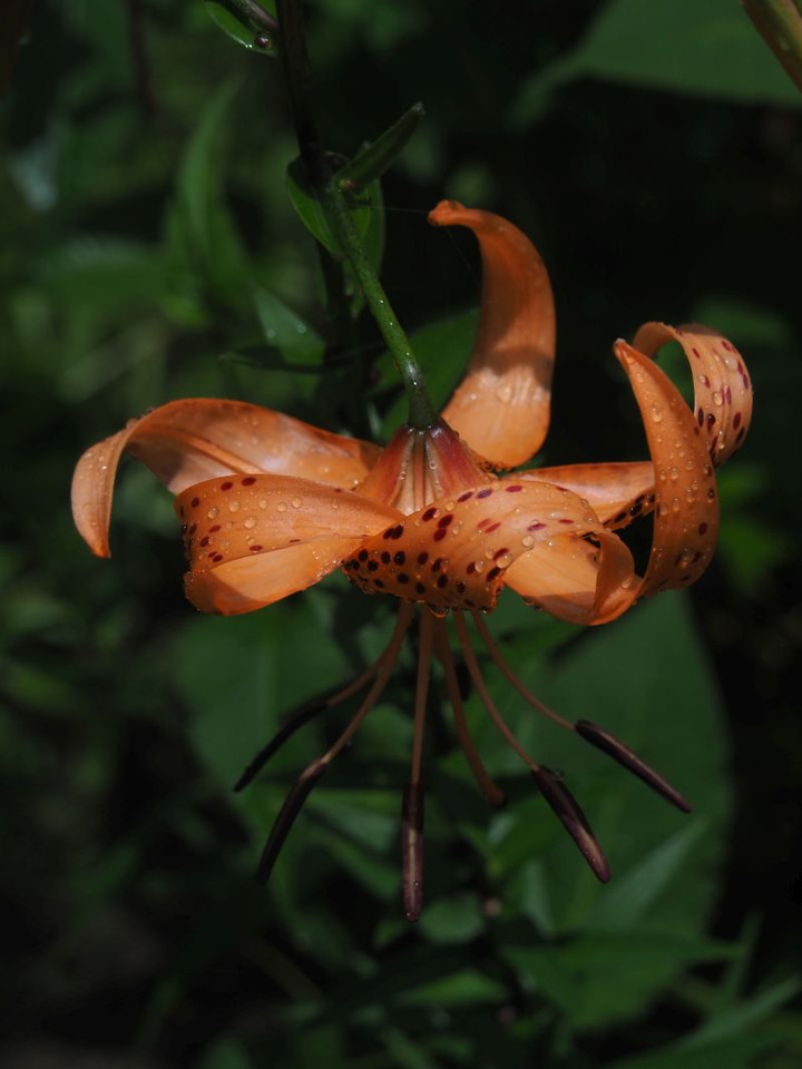 P7146093