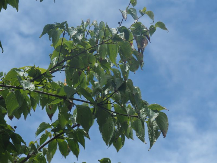 P7146095
