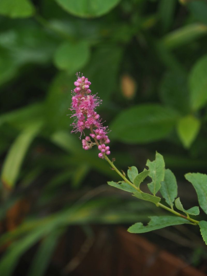 P7146097