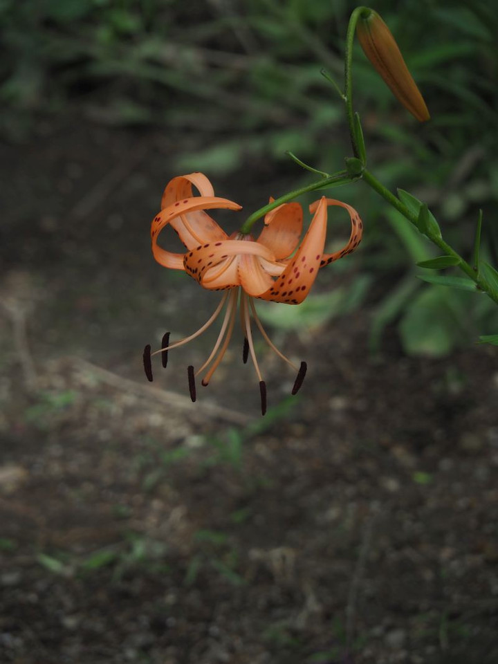 P7156102