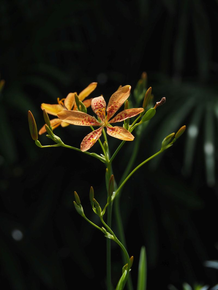 P7156109