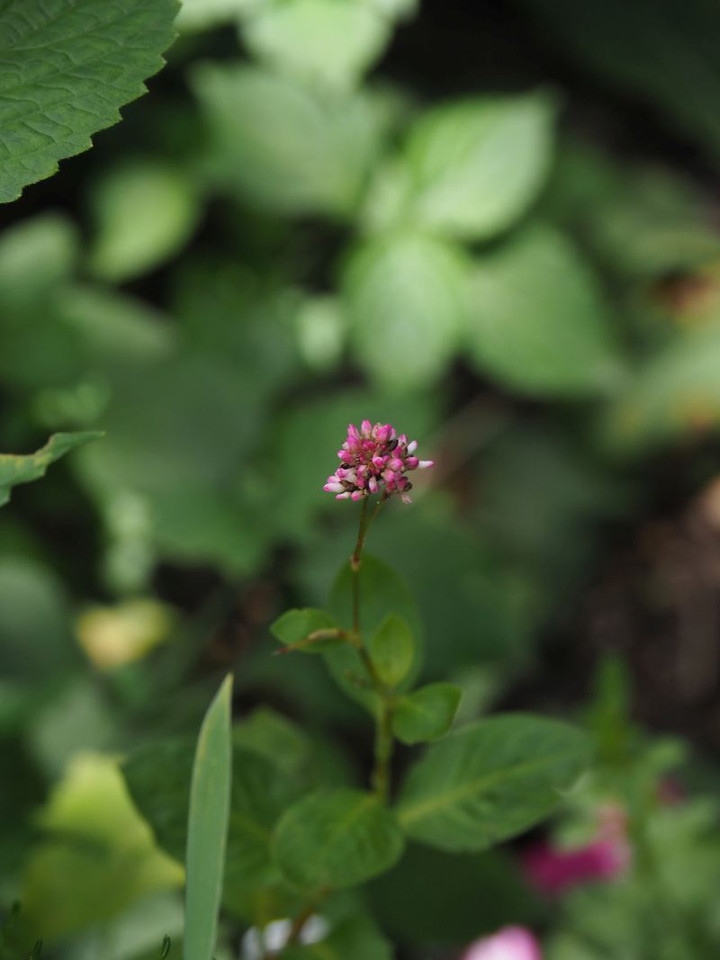 P7156119