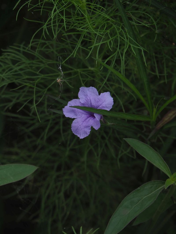 P7156128