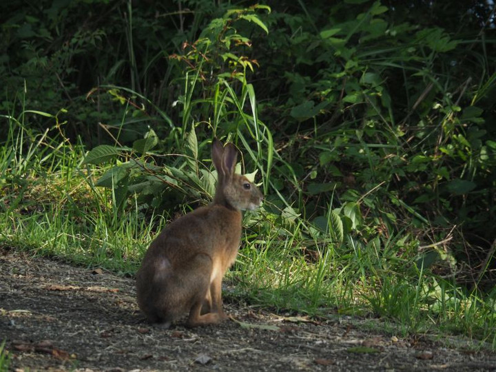P7166219usagi