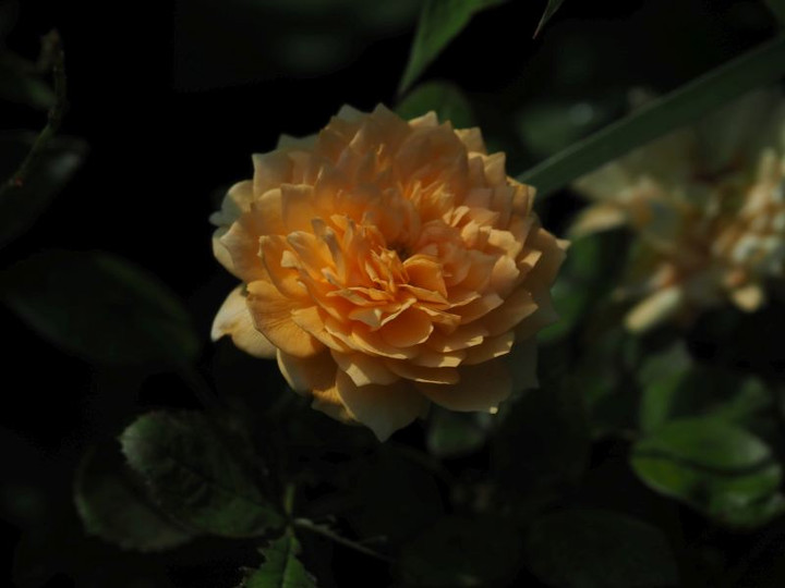 P7186669