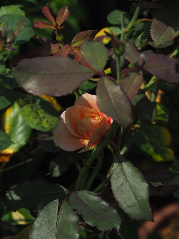 P7186672