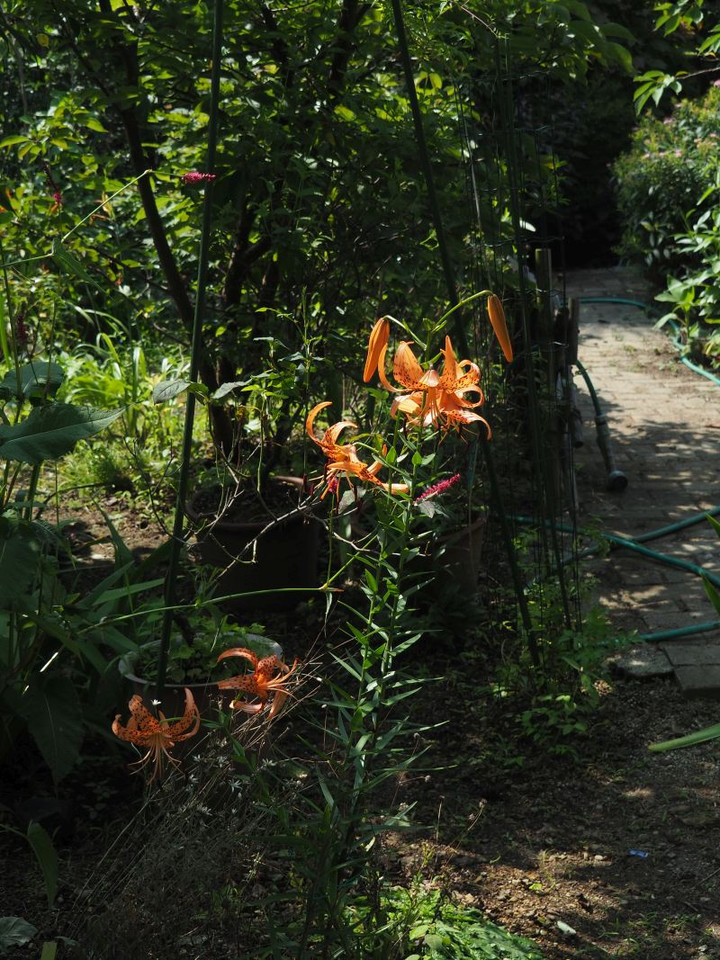P7186683