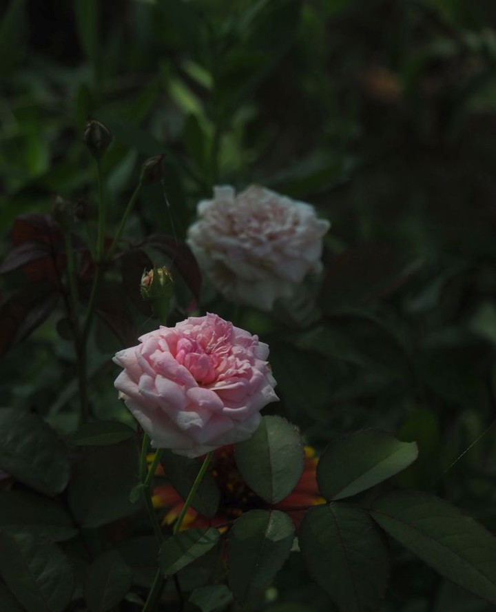 P7186688