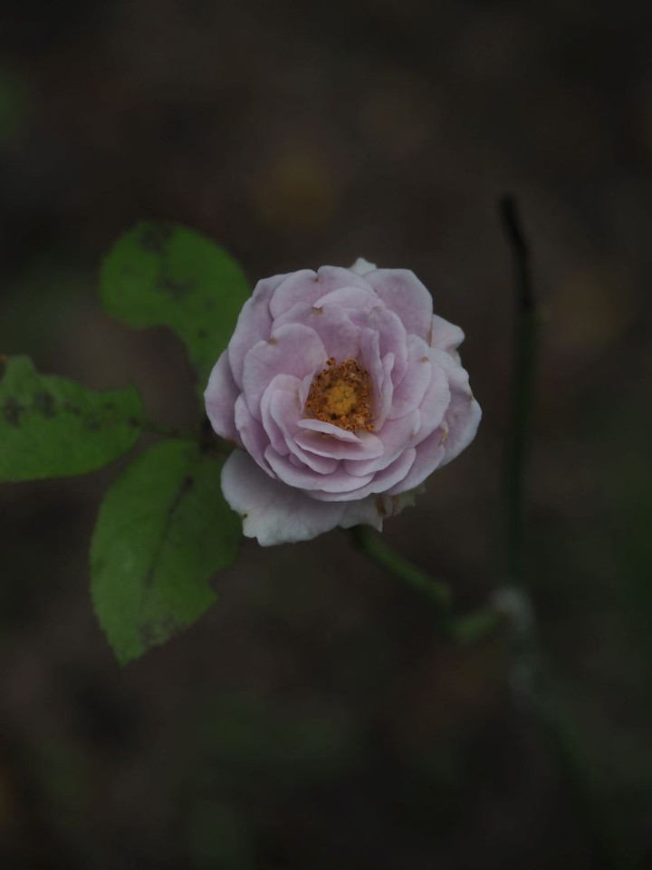 P7196702