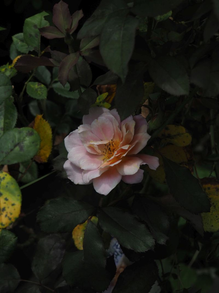 P7196709