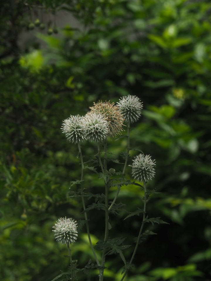 P7216724
