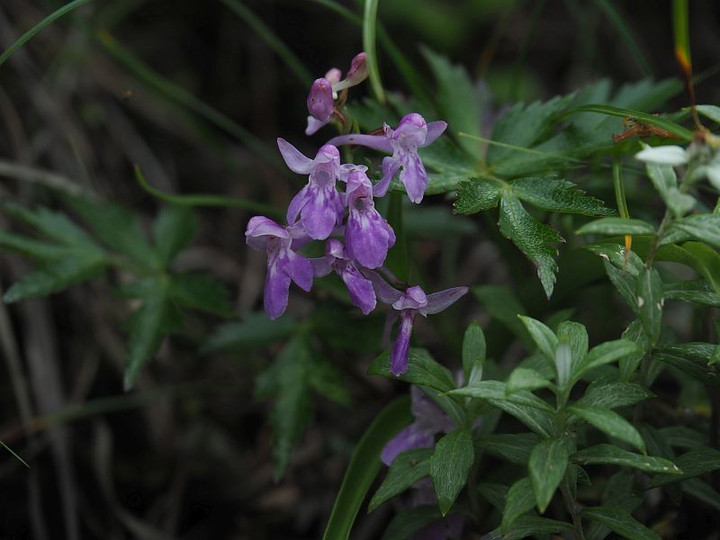 山好き、花好き : 7月に見たランの花…ウチョウラン、ショウキラン、キソチドリ、ノビネチドリ（咲き跡）