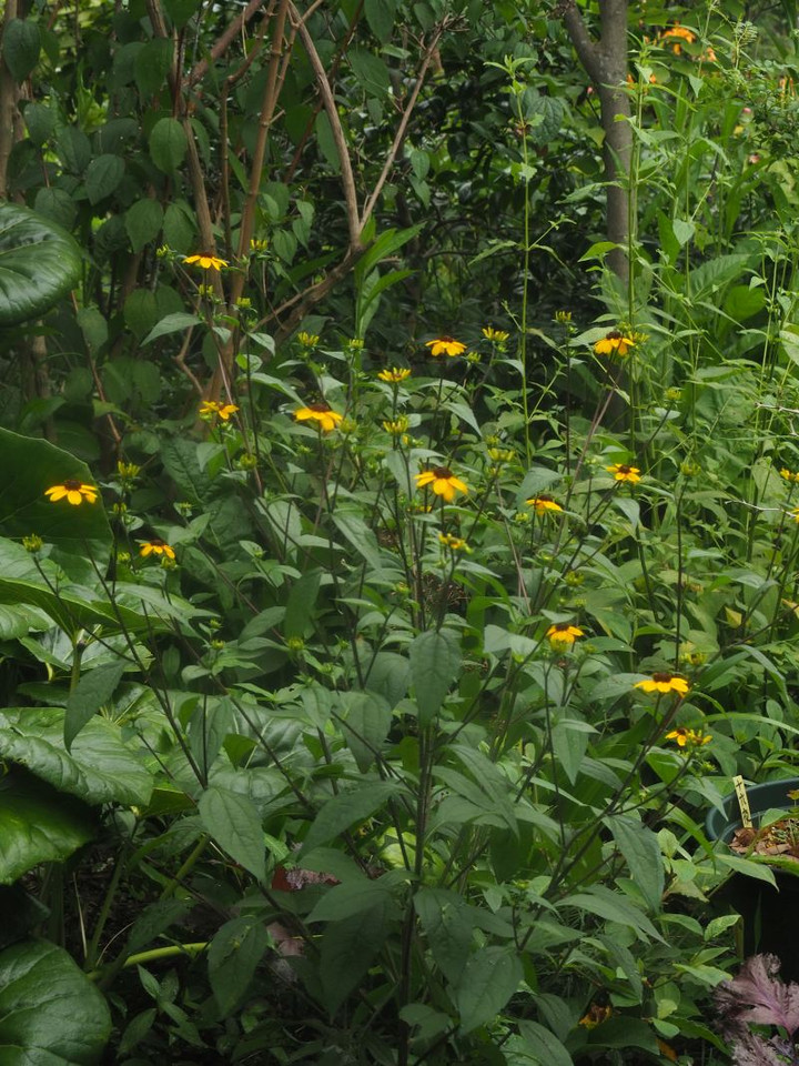 P7237075r