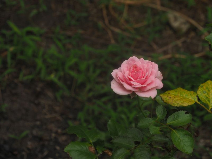 P7237077