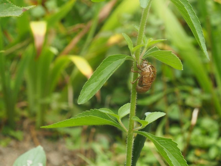 P7237080