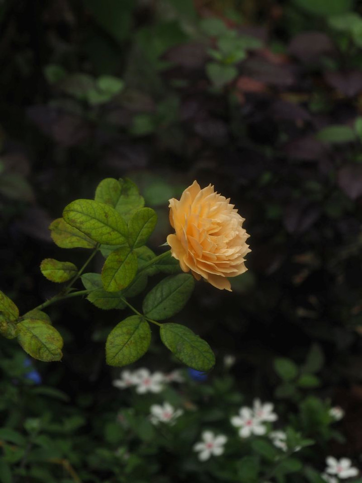 P7237093