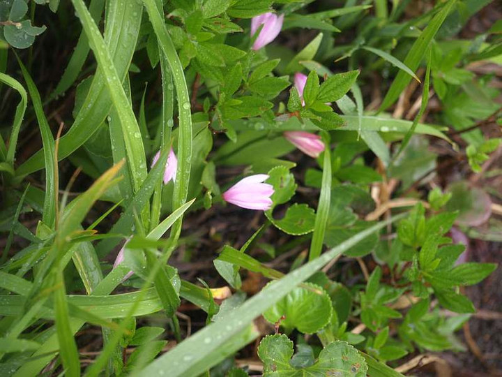 P7175664jpgyamatokisou