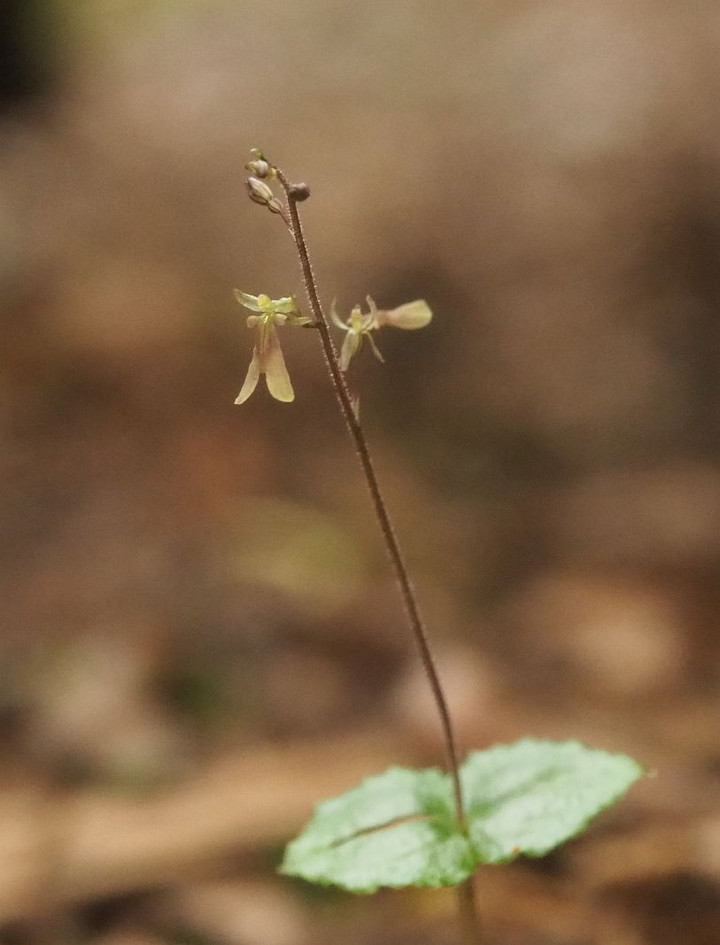 P7226911miyamahutabarann