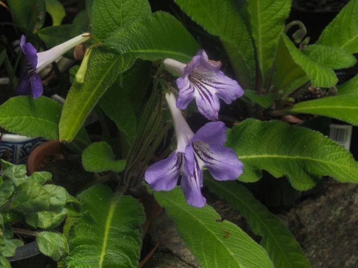 P7257100