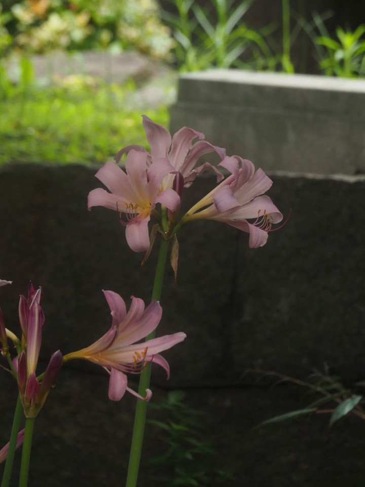 P7257110