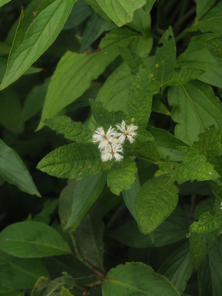 P7257114