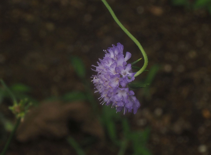 P7257119