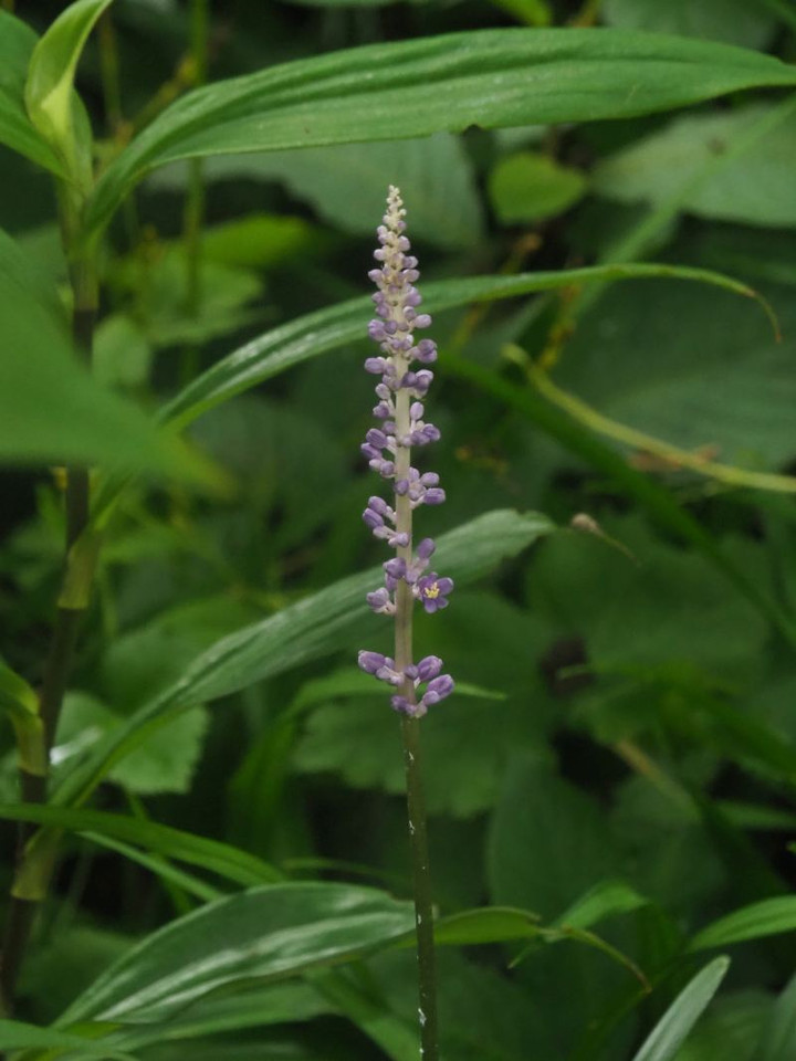 P7257122