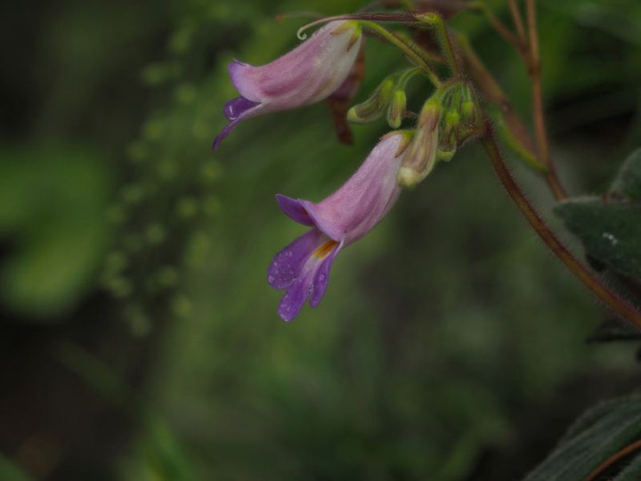P7267146