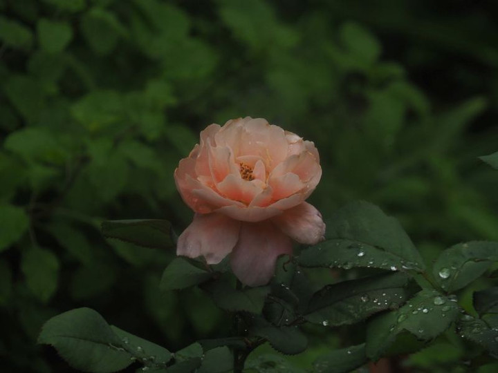 P7277173